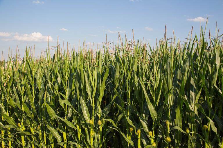 maze growing in field with a blue sky