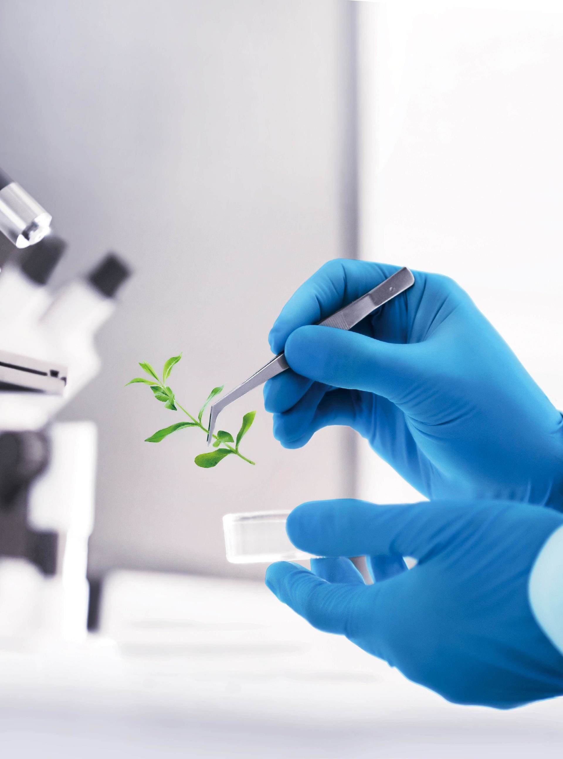 scientist examining plant extract