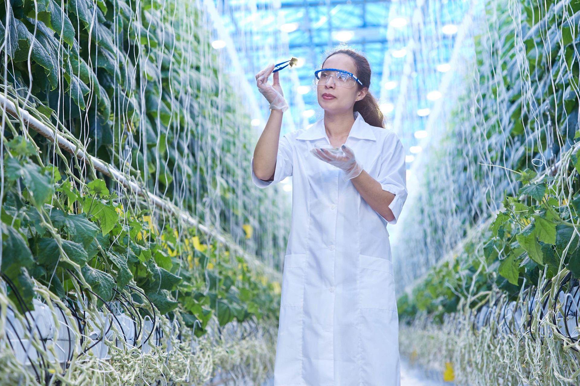 sustainable scientist analysing crops
