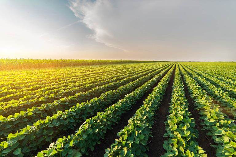 Large field with crops