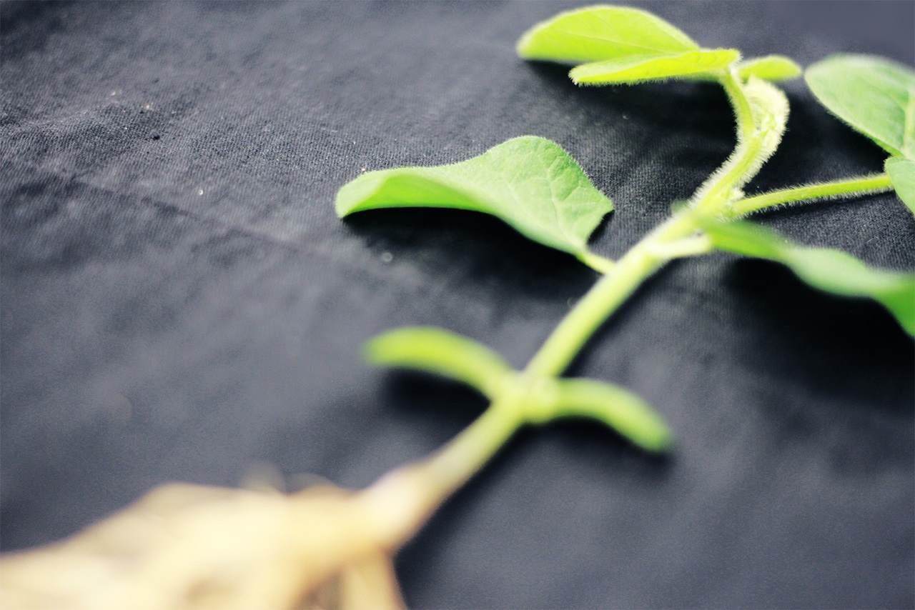 Plant leaves