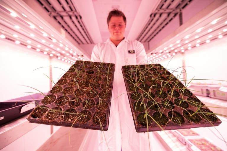 Barry Hoff, Incotec's lead researcher Abiotic Stress Mitigation, in the climate chamber