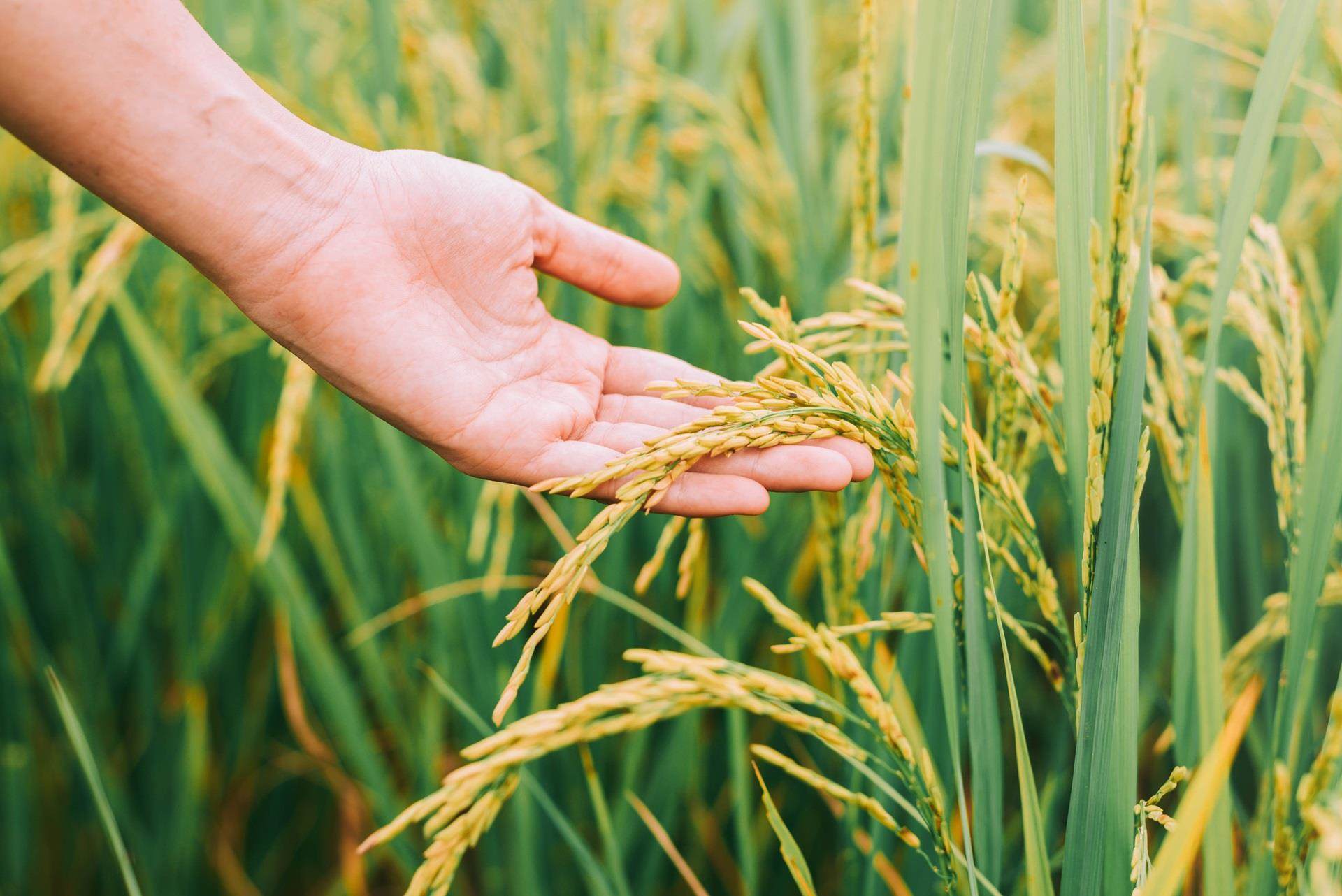 agriculture hand tenderly touching crop